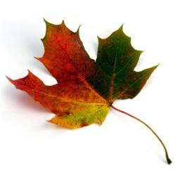 LighterManCourt's profile picture. Lighterman Court