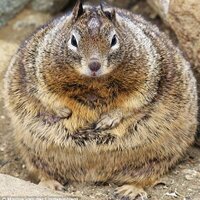 fat squirrel (@fat_squirreley) 's Twitter Profile