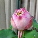 Agatha Chang - @ChangAgatha - Twitter