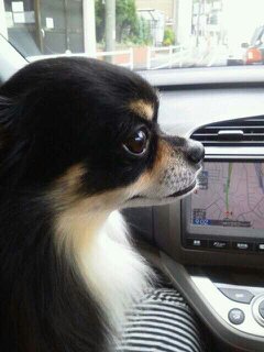 usmarius's profile picture. 趣味・knitで、基本専業主婦だったはずなのに、フィギュアスケートに嵌ってしまい、ちっとも専業に家事をしていないお気楽主婦です♪　スケート観戦資金捻出のため（？）、５つほどのサークルでknit伝道中！knitの修行も継続中！