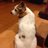 philodolin's profile image