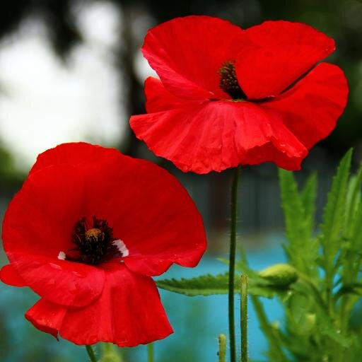 Pyar_e_Sahaba's profile picture. 