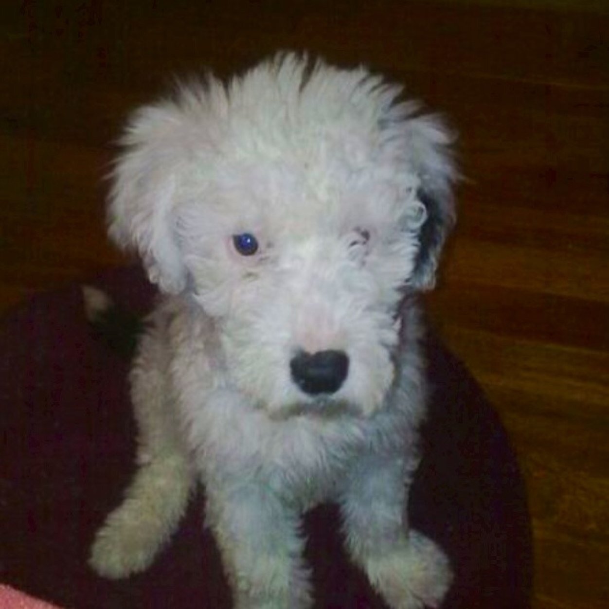 JosMegane's profile picture. 