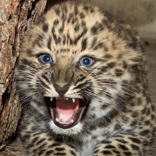 SAVE THE AMUR LEOPARD #IHAsaysENOUGH