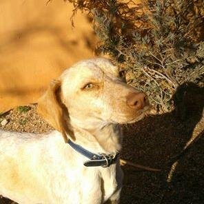 el amor hacia los animales,buscar adopciones,casas de acogida y demás difusiones para los callejeritos,sólo difundo y ayudo en lo que puedo!!