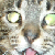 I am a blind, inbred barn cat that was adopted into a Japanese-American family in the early 2000's. I enjoy tuna juice and rolling around in grass.
(2001-2013)