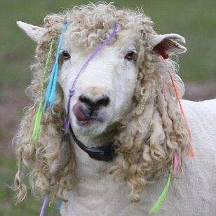 SharonBurrell5's profile picture. Reader - (sometime) writer - passionate upcycler - animal and nephew spoiler!