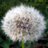DiasporasLV's profile image