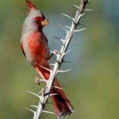 pcjefa's profile picture. Nursing faculty; public health advocate; bird watcher