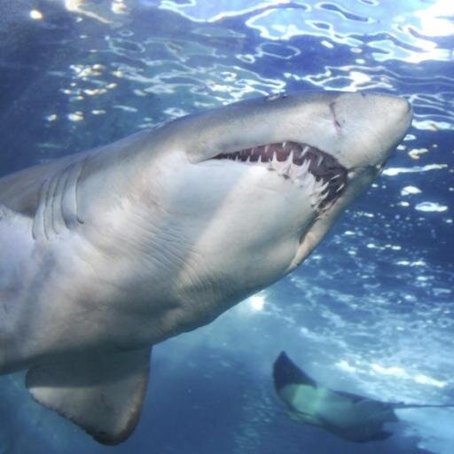 You should follow us because we are your best source for everything about the hit tv show Shark Tank.