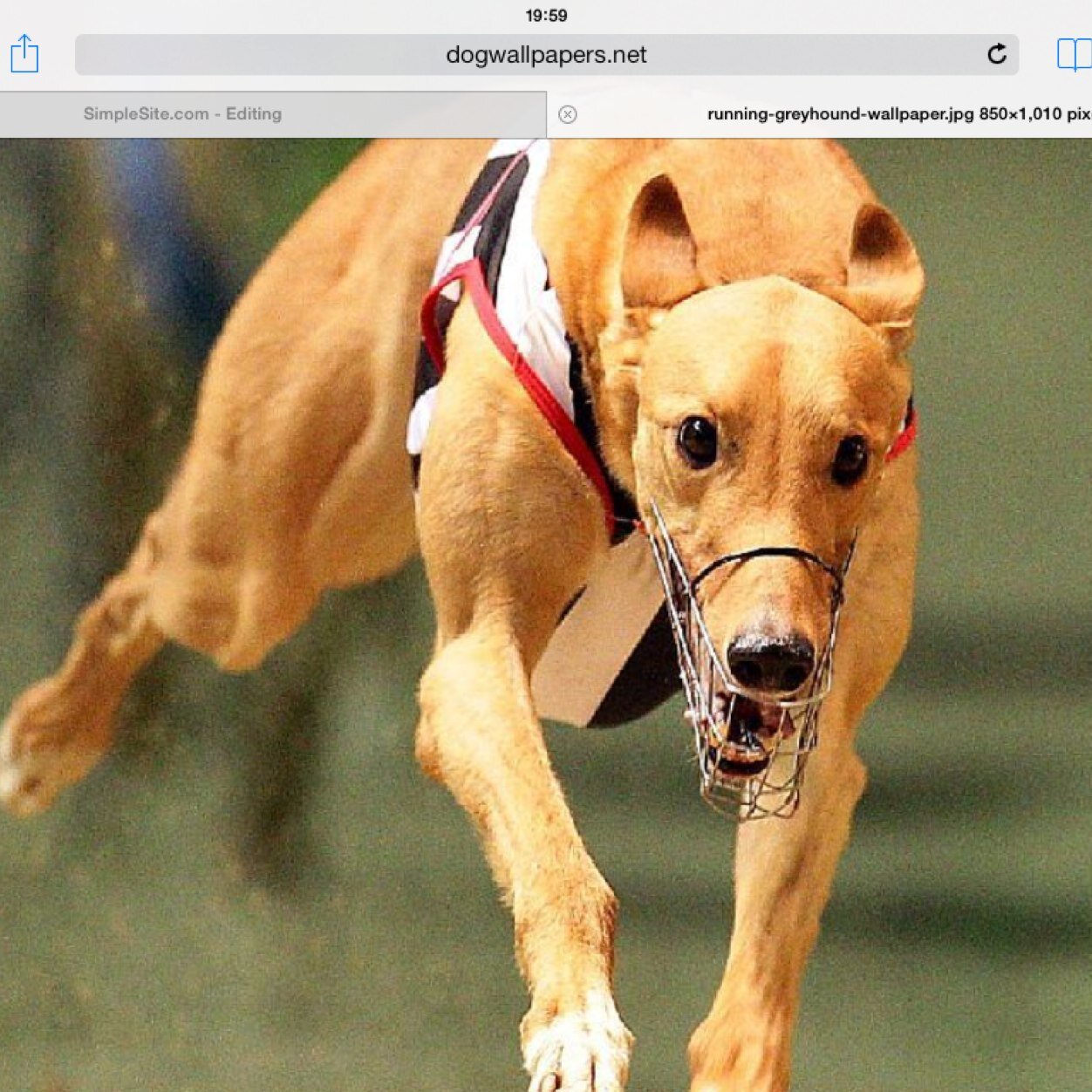 Grab your tips for dogs/ horse racing on http://t.co/0sPE0jXNxp