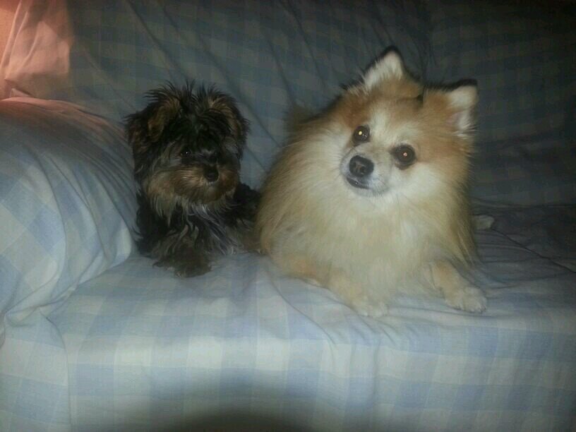 Anamorenoguti's profile picture. 