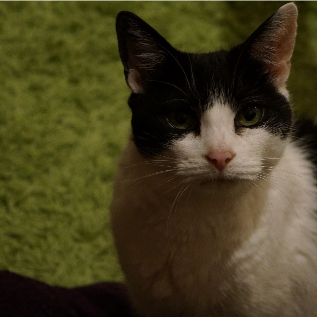 PushkaCat's profile picture. I went to heaven 8.1.16