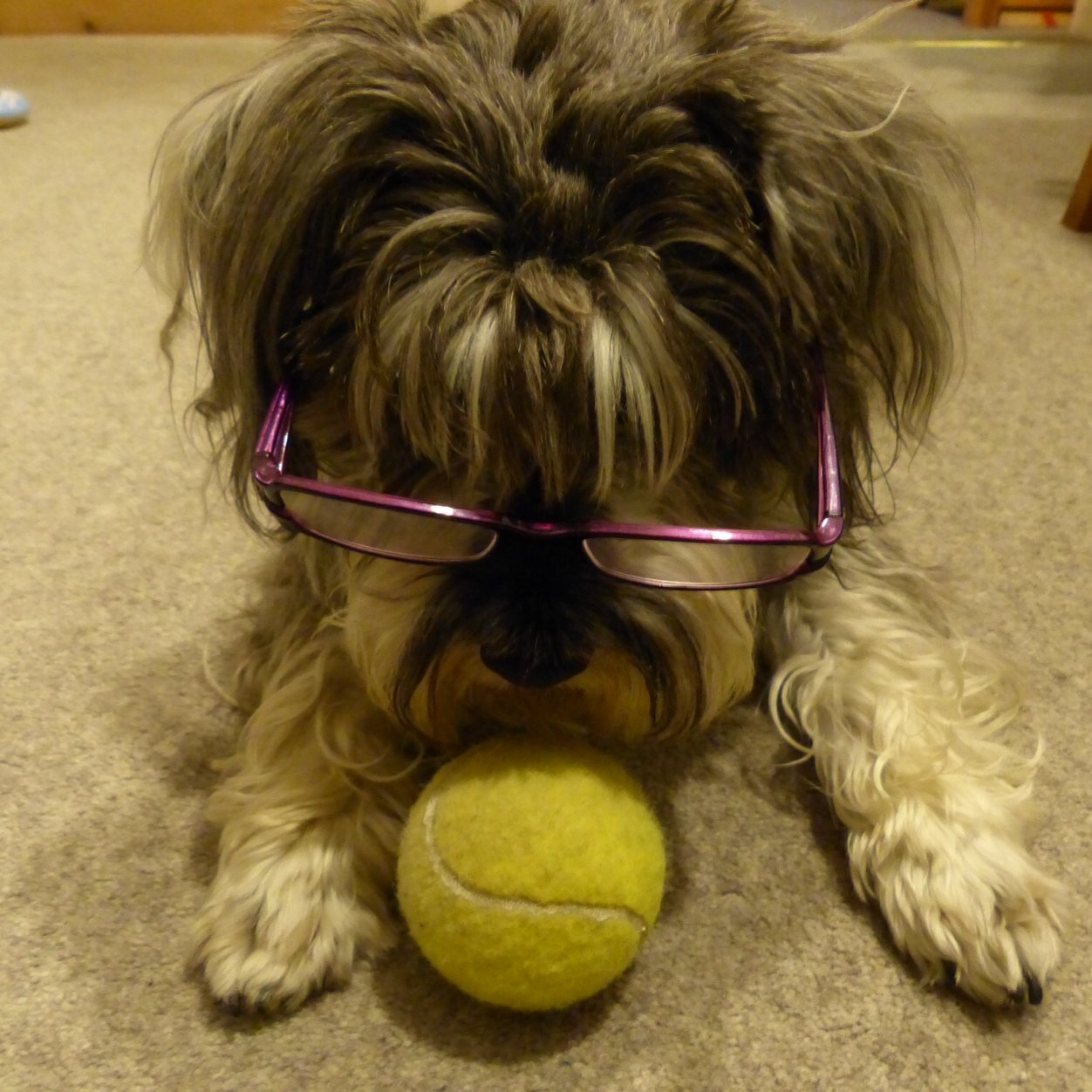 PennyMyPooch's profile picture. a mini schnauzer with more than an average doggies life. Loves chasing squirrels (and tails). A tendency to snooze the day away..ZzZzZ oh sorry...where were we?