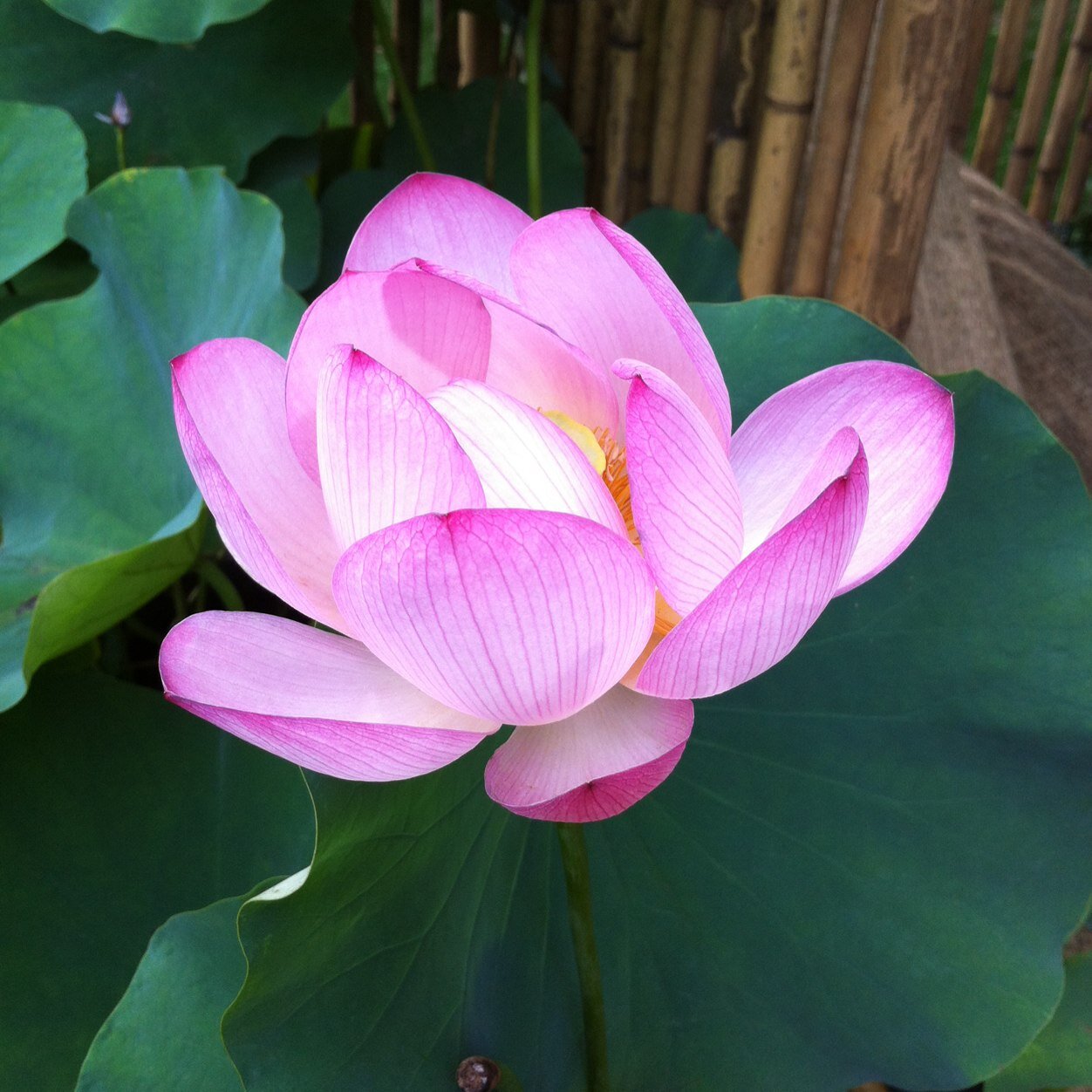 JaponicaPlants's profile picture. Bamboo and other interesting & unusual plants, particularly from China and Japan. Available for talks on bamboo & on Chinese gardens. I also tweet as @Mixedmoso