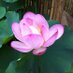 Japonica Plants (@japonicaplants) Twitter profile photo