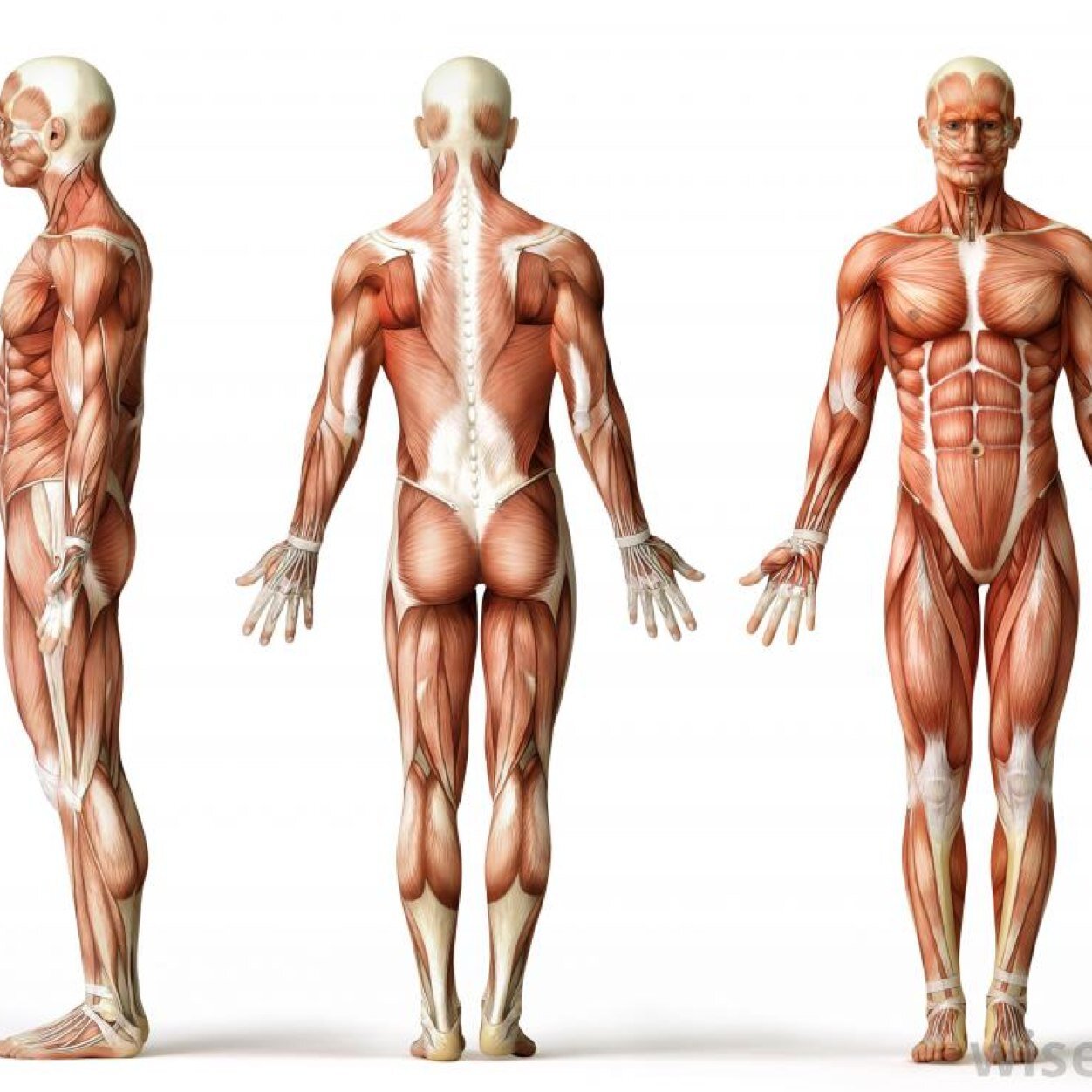 IConquerFitness's profile picture. Exercises, recipes and advice to help you build natural lean muscle #ConquerFitnessConquerLife