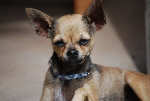 twinkietinydog's profile picture. Twinkie the tiny Chihuahua