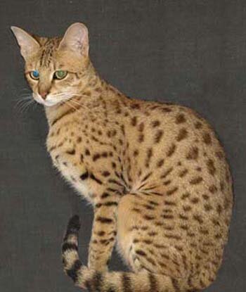 GaryFulgham's profile picture. Savannah cat Breeder. Savannah Kittens for Sale. Breeding generations F2 to F7 savannah kittens. N. California.