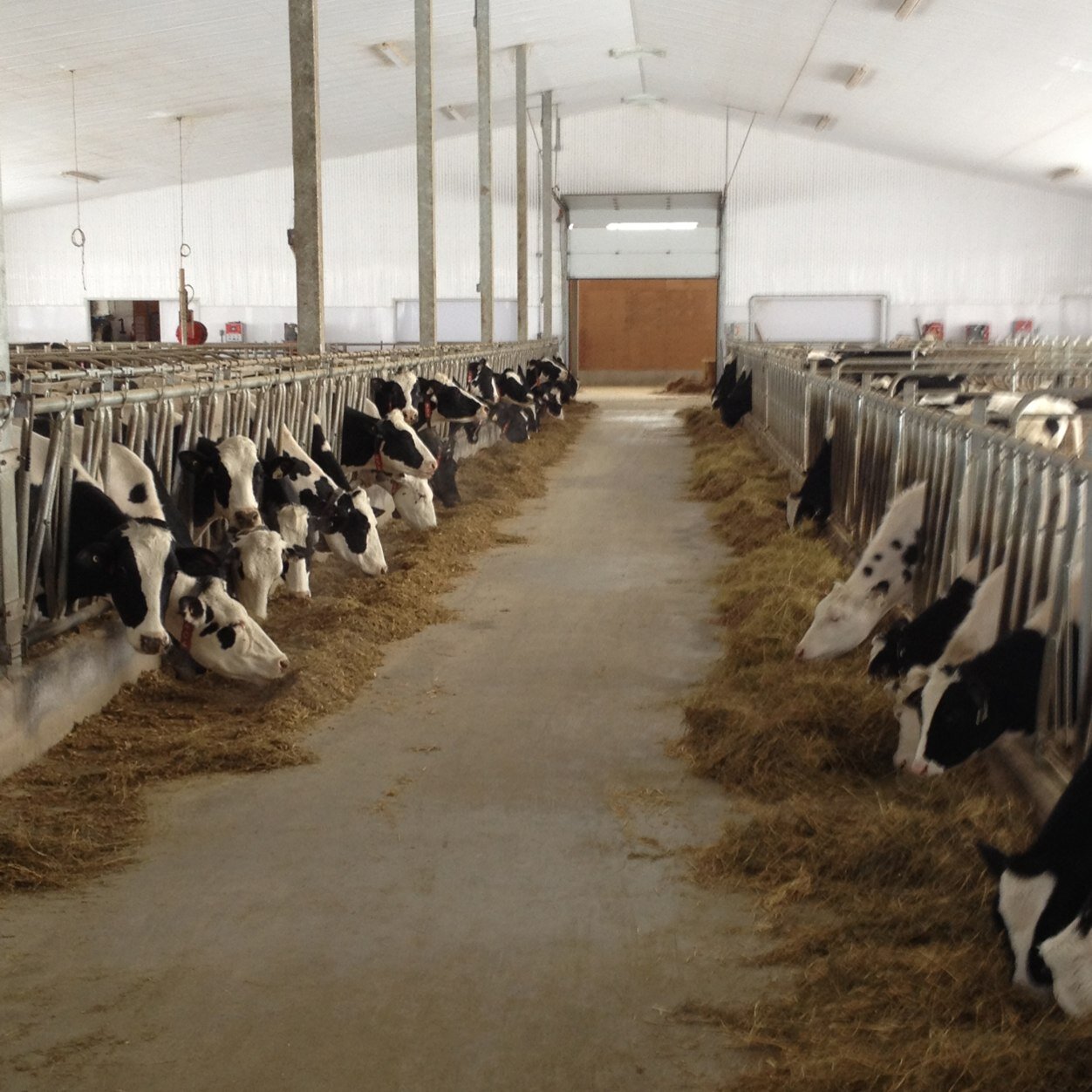 Family dairy farm milking 50 cows in a new Lely robotic faciltiy.  Mitchell, Ontario