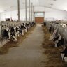 jeff_luyt's profile picture. Family dairy farm milking 50 cows in a new Lely robotic faciltiy.  Mitchell, Ontario