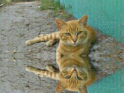 amo a los animales y deseo q todos tomemos conciencia para ayudarlos