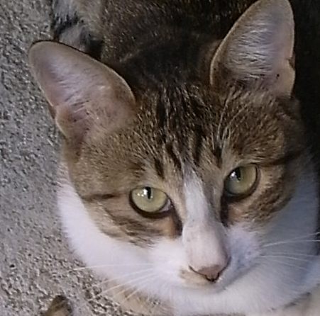 torupu's profile picture. Webプロデューサー。2児の父。iPhone 4Sで、外猫写真や散歩写真、子供たちとの日々などを撮っています。
★チャリティ外猫写真集★
 http://t.co/iLYnD9vypx