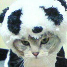 成人済み、都内手渡しにて交換希望。友人分の交換も一緒に探す事があります。