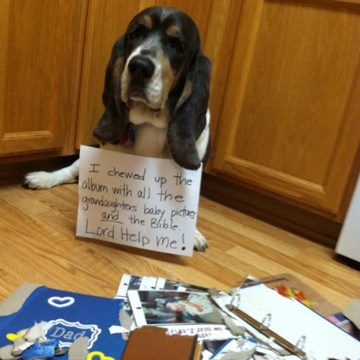 Dog_Shame's profile picture. When they do something bad, they know it and you post about it! *We own no rights to these photos*