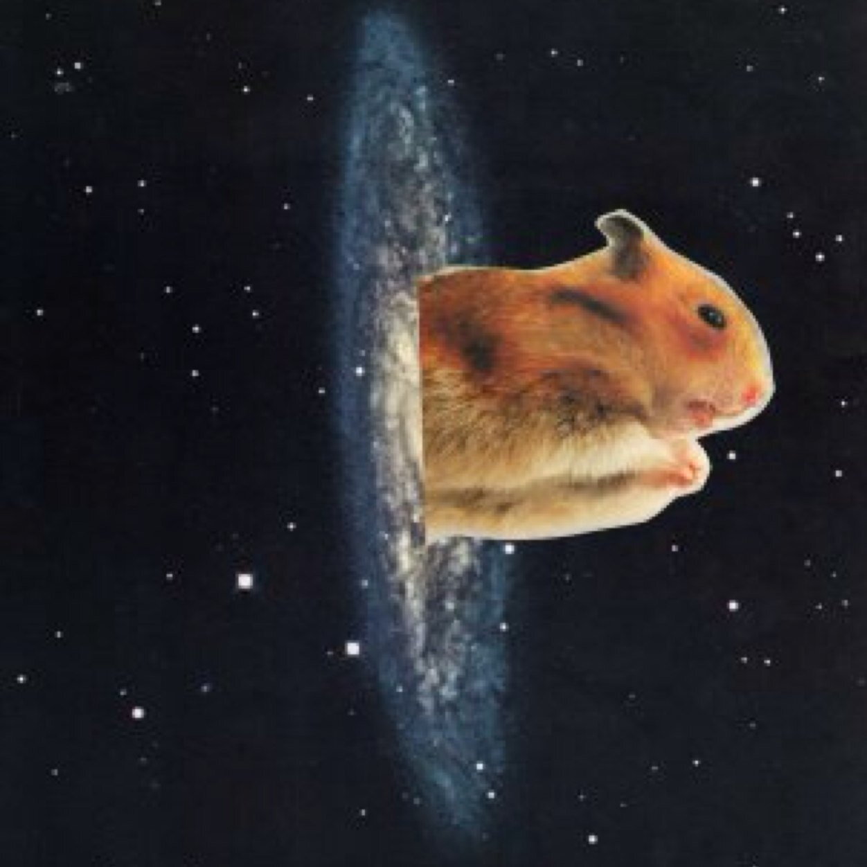 just your average hamster chillen in the milky way