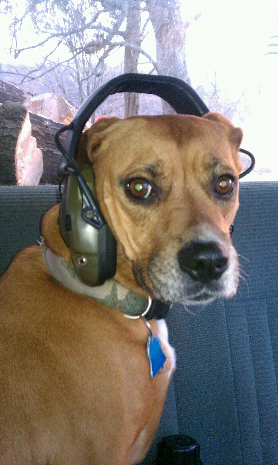 caninemoon's profile picture. Passionate about saving dogs!