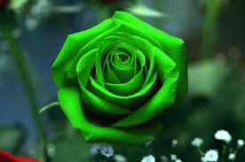 thhink green