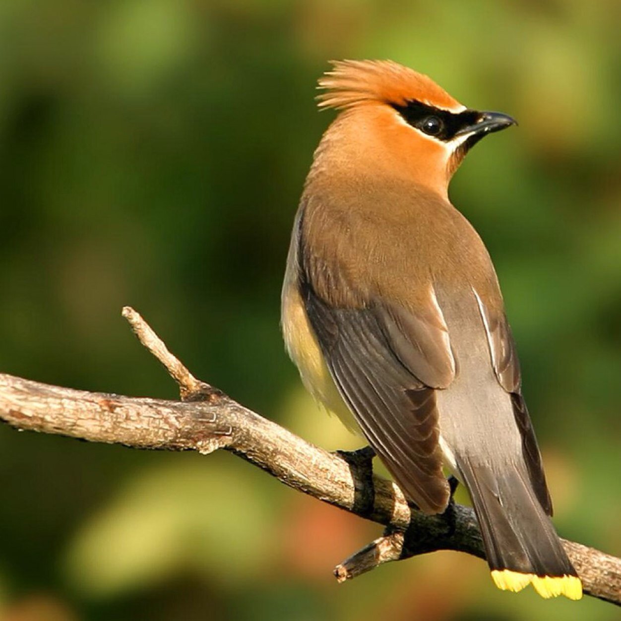 We share educational facts about birds.