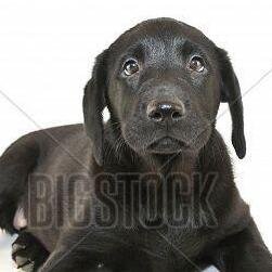 See more puppies at @bigstock or here every hour.