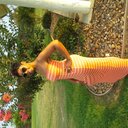 cynthia mcdaniel - @cynthiamcdanie4 - Twitter