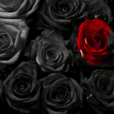 黒薔薇から白薔薇へ Rose H24 Twitter
