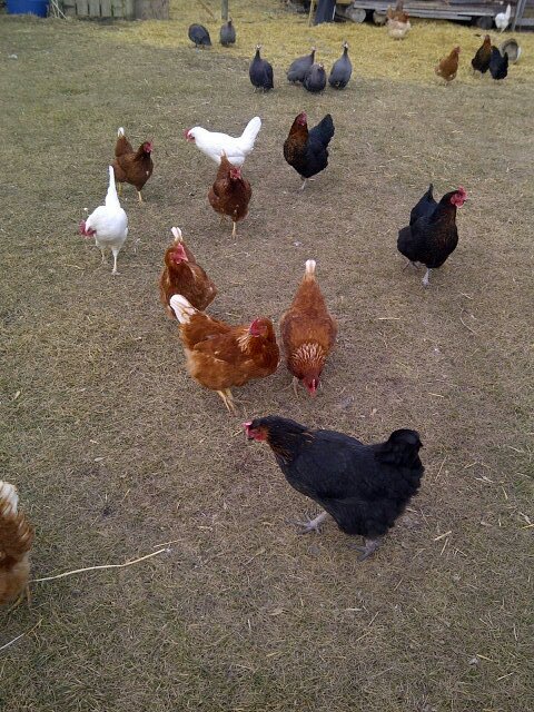 I live on the Canadian prairies. I have chickens, guinea fowl, cats and dogs. Originally a Wokes from Churchill. Mother and Grandmother. Métis.