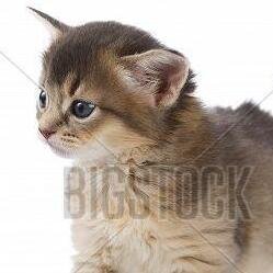 Get a new Kitten every hour! more @bigstock