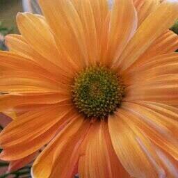 GriffeyKate's profile picture. 