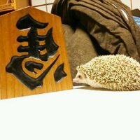 もじゃこ (@mooojasaki) 's Twitter Profile