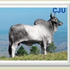 ESMERALDARANCH's profile picture. GANADERIA ESMERALDA RANCH, Productores de Ganado Brahman, Nelore y Guzerat y todo cruce de estas razas con Bos Taurus de Leche y Carne.