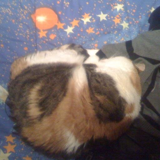 FesaIgor's profile picture. 