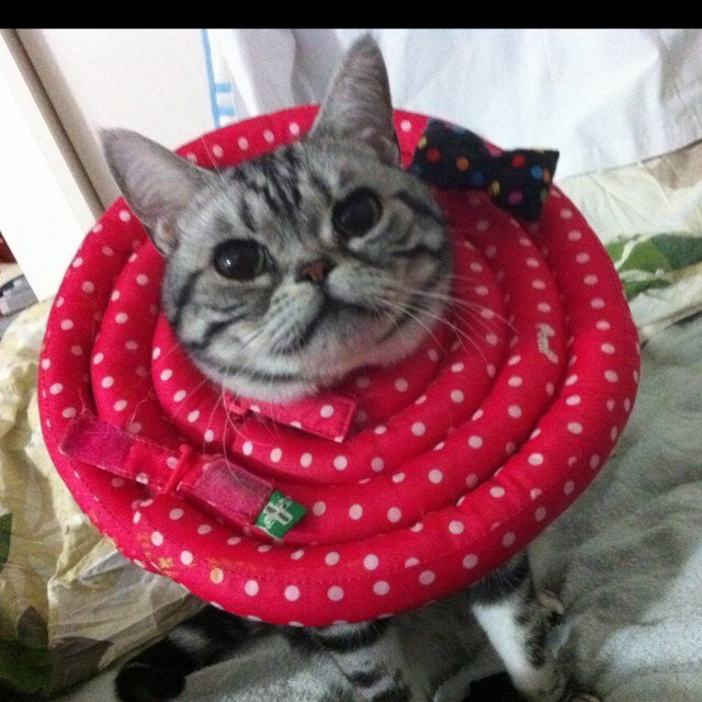 猫四匹(ラグドール2004.01.23-2016.11.10、アメショ2011.4.4♂♀、ベンガル2011.5.23-2024.06.18)とまったり生活しています。我が家のにゃんこの写真ツイをメインで旅やグルメツイ有。犬も好きです。RT多め。無断転載はやめてね！