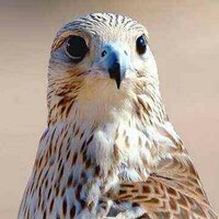 بوعلوي (@benchery) 's Twitter Profile