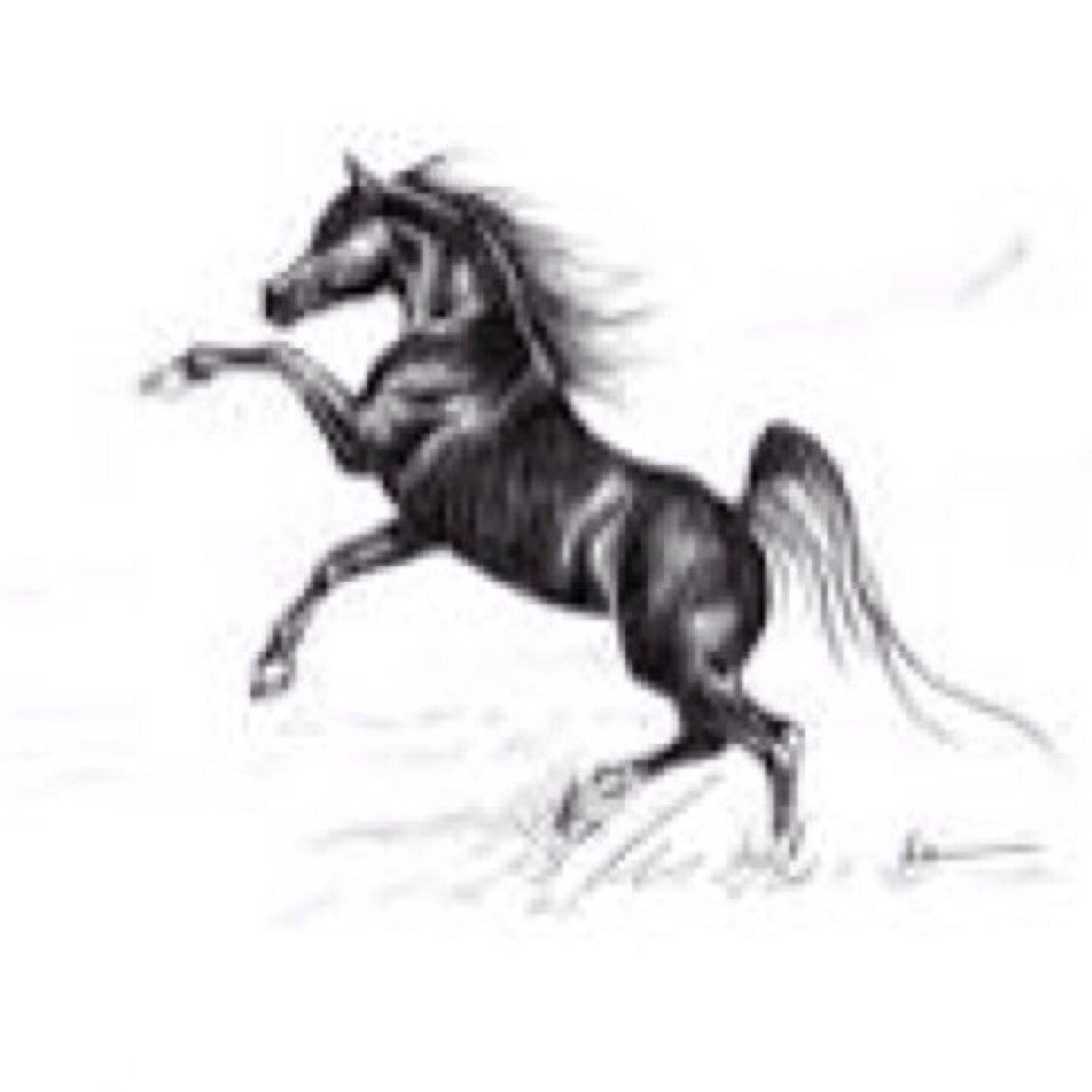 Ʊ I follow everything about the horse only Ʊ أتابع كل مايتعلق بالخيل والرماية (فقط) Ʊ