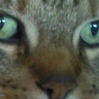 F しゃSin (@fredchag) 's Twitter Profile Photo