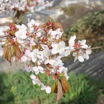 波多野七月