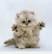 shnymyuu's profile picture. 無農薬野菜を作りたい。 日々株式を天才株予想屋の言われるまま買っていますが、 貯金が底をつき思うように儲けられません。もっとお金が欲しい日々です。せどりに興味がありますが、どうやって儲けるのかいまいちわかりません。教えてください。