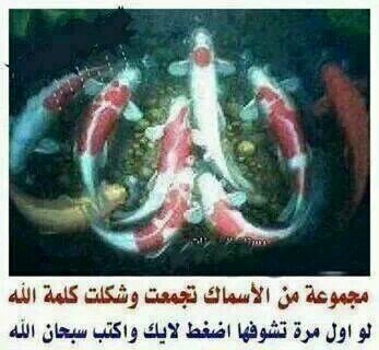 متغاعد