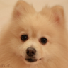 melponn's profile picture. 標準的なプログラマ。合同会社 Wandbox の代表社員。
このアカウントの発言は個人かつ合同会社 Wandbox としての公式見解であり、所属する組織とすごく関係あるので注意する必要はありません。